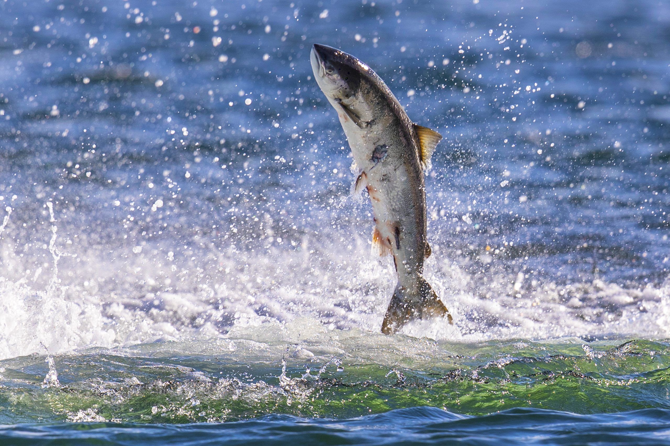 A salmon leaping out of water